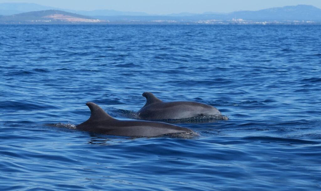 Dolfijnen zwemmen naast een boot bij Los Gigantes, Tenerife